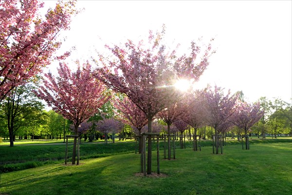 294-Парк Сакуры